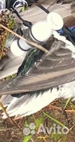 Манок на утку бу Red двухязычковый