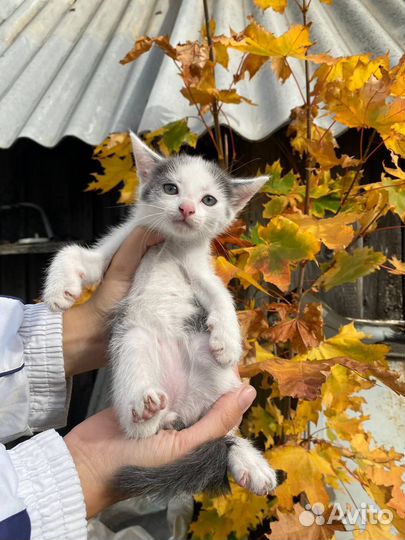 Котенок типичный