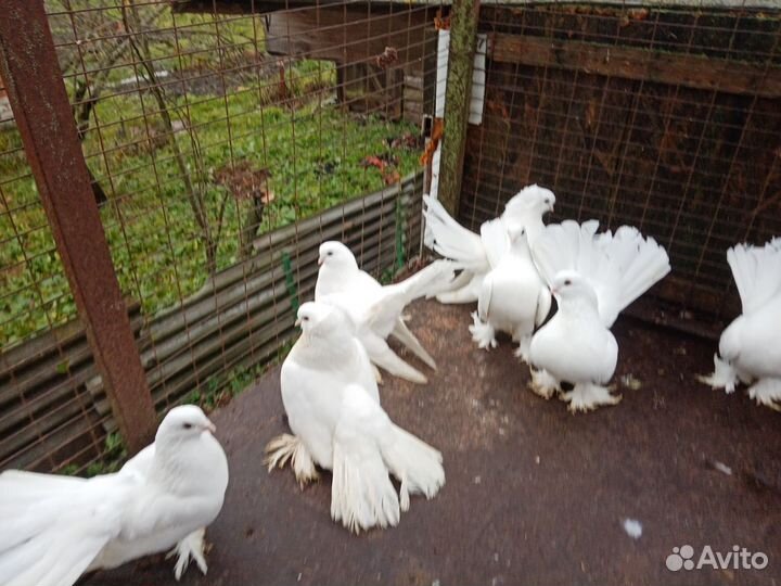 Продажа статных голубей