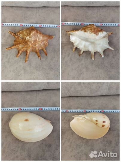 Коллекционные морские ракушки