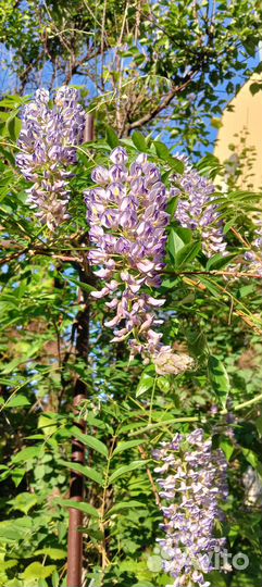 Глициния канадская Блу Мун