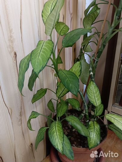 Диффенбахия большая