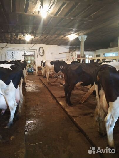 Продается готовый бизнес молочного направления