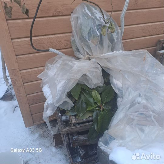 Магнолия грандифлора