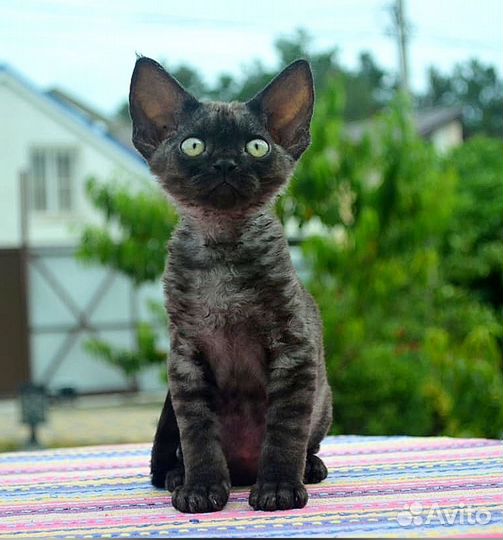 Котята девон-рекс