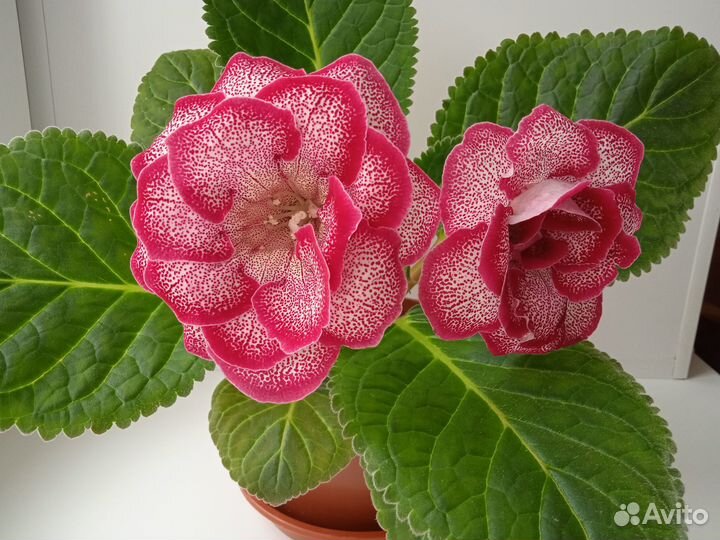 Листья глоксиний на срез