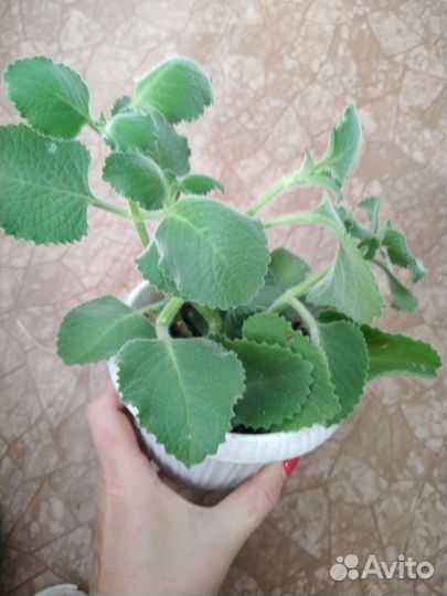 Комнатная мята