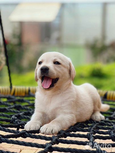 Щенки лабрадора