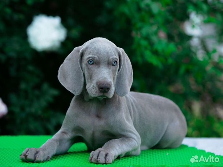 Щенки веймаранера