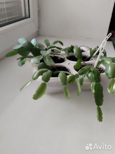 Рипсалидопсис