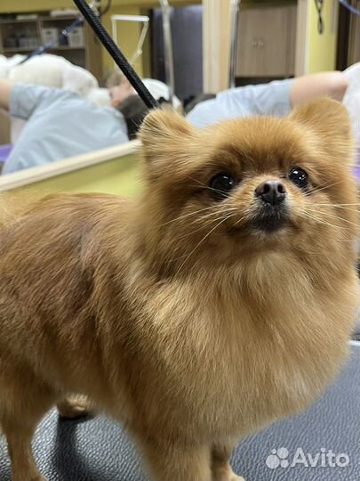 Грумер стрижка собак