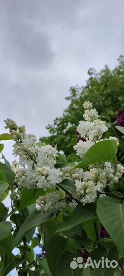 Глициния, Клематис, Роза, Сирень и др