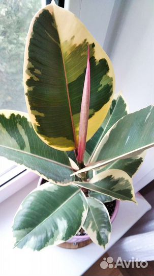 Фикус эластика Тинеке, комнатные растения