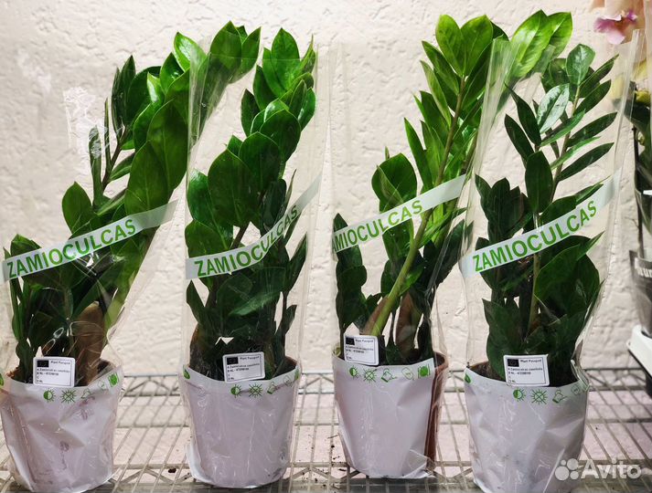 Замиокулькас (долларовое дерево) Zamioculcas 50/14
