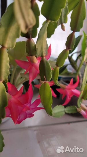 Цветок декабрист