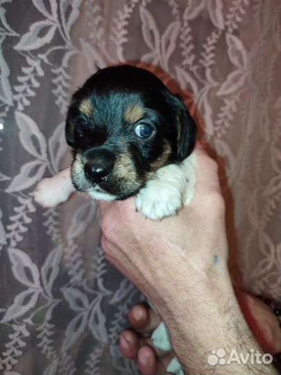 Щенки помесь таксы с йоркширским терьером