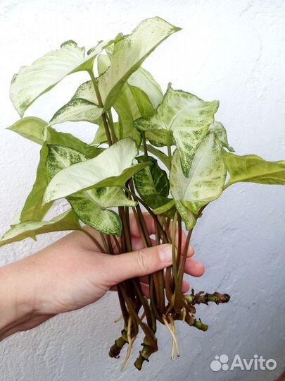 Сингониум, хороший укорененый отросток