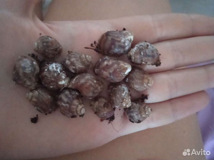 Улитки ахатины маленькие