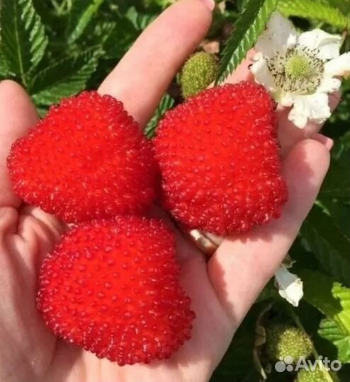 Тибетская малина саженцы