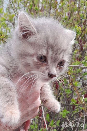 Кошка в дар бесплатно