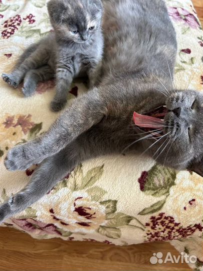 Шотландские котята