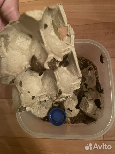 Мраморные тараканы