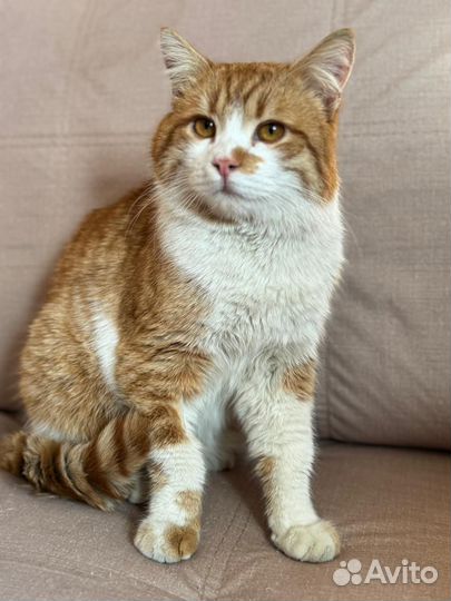 Рыжий котик Барни