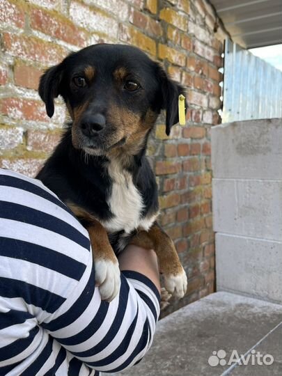 Маленькая собака