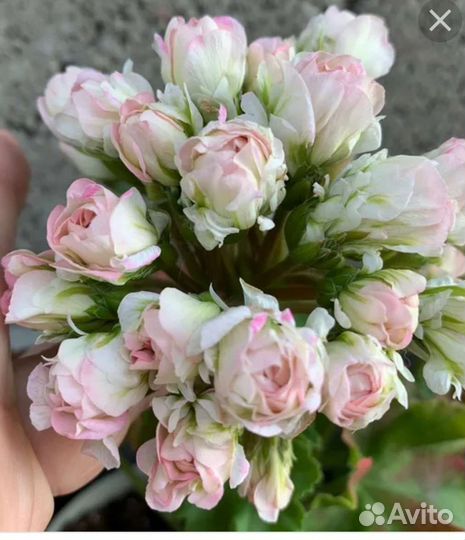 Сортовые пеларгонии