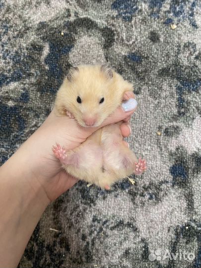 Продам хомячков,сирийких,джунгариков,крысу