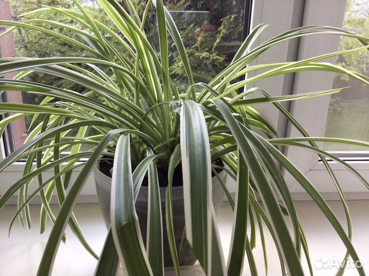 Хлорофитум.Фиалка.Садовый тройник