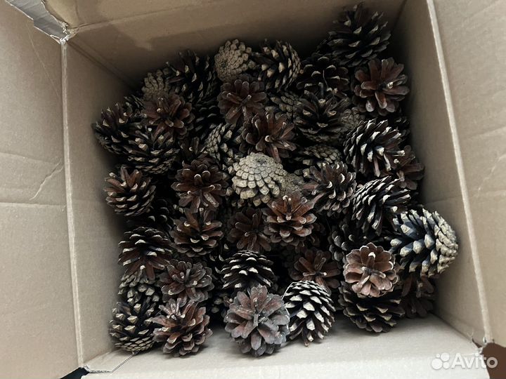 Шишки доя поделок