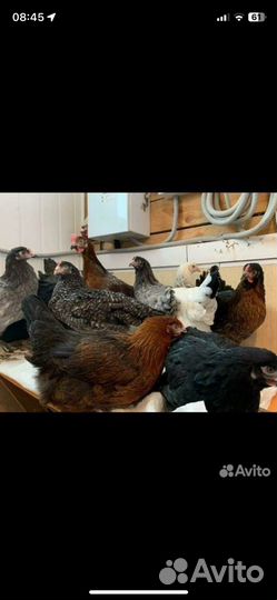 Куры несушки