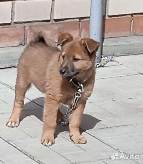 Щенок мальчик