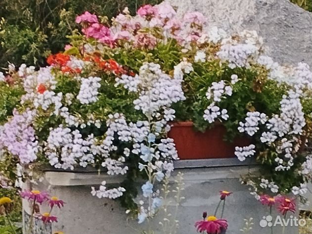 Рассада цветов