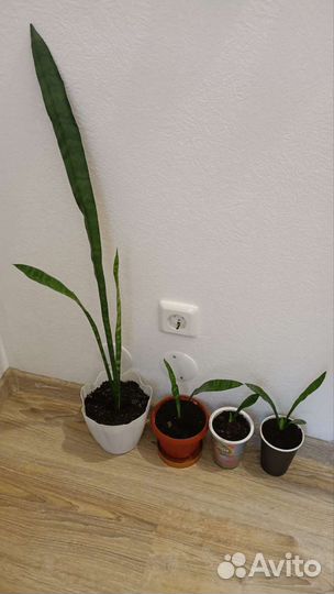 Домашние комнатные цветы