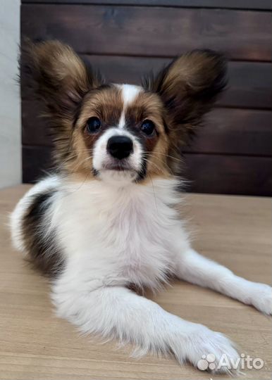 Мальчишка папийон