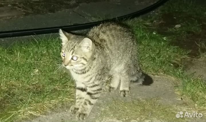 Котенок