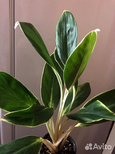 Аглаонема сортовые