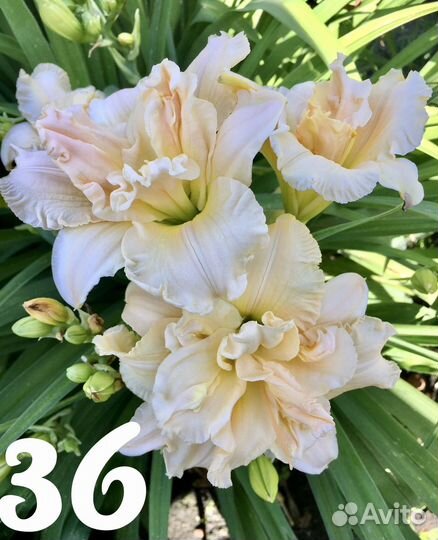 Многолетние цветы