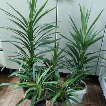 Драцена зелёная пальма молодые растения