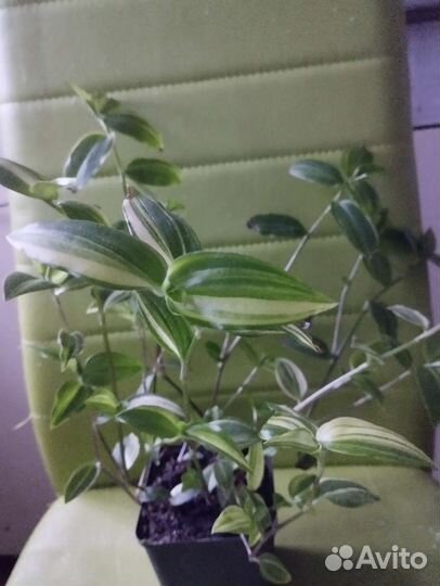 Сансевиерия, традесканция