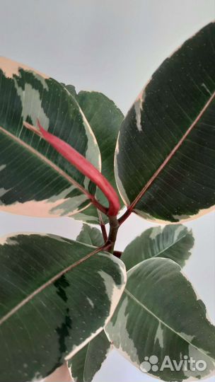 Фикус каучуконосный эластика Белиз и Тинеке