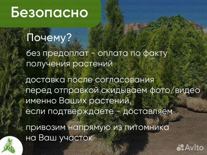 Туя Смарагд 150см - оптом
