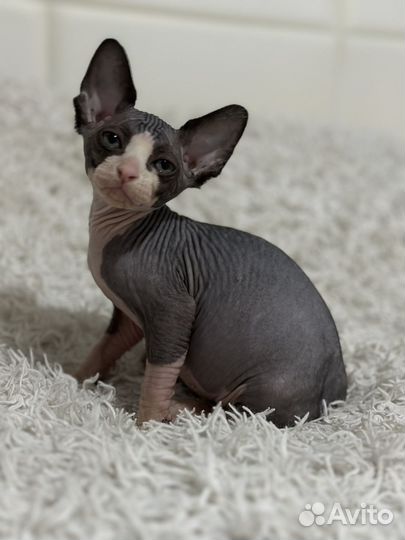 Канадский сфинкс