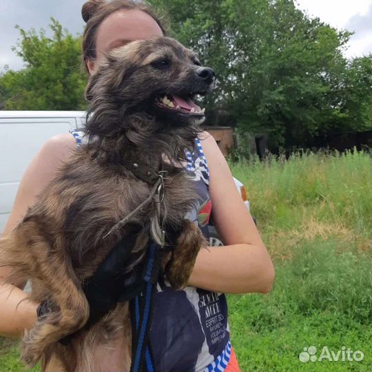 В добрые руки