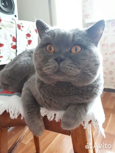 Британский кот. Вязка