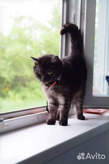 GPS трекер для животных