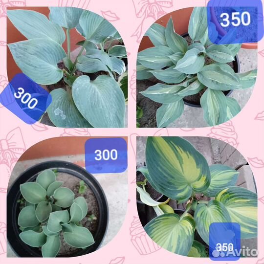 Многолетники