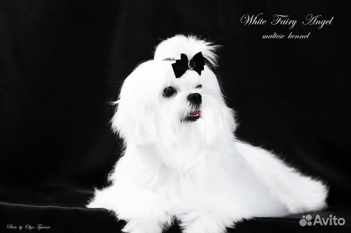 Кобель мальтезе (РКФ)